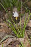 White Trout Lily, Erythronium albidum