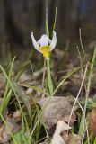 White Trout Lily, Erythronium albidum