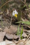White Trout Lily, Erythronium albidum