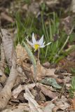 White Trout Lily, Erythronium albidum