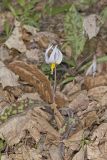White Trout Lily, Erythronium albidum
