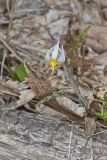 White Trout Lily, Erythronium albidum