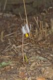 White Trout Lily, Erythronium albidum