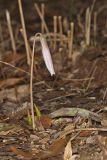 White Trout Lily, Erythronium albidum