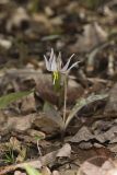 White Trout Lily, Erythronium albidum