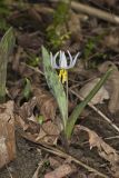 White Trout Lily, Erythronium albidum
