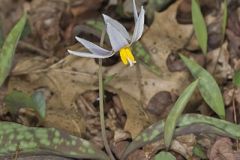 White Trout Lily