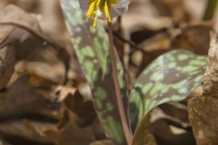 White Trout Lily, Erythronium albidum