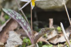 White Trout Lily, Erythronium albidum