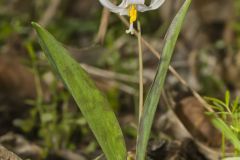 White Trout Lily, Erythronium albidum