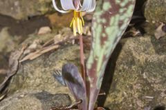 White Trout Lily, Erythronium albidum