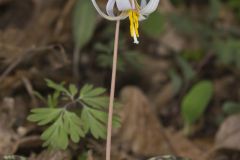 White Trout Lily, Erythronium albidum