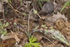 White Trout Lily, Erythronium albidum