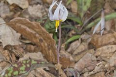 White Trout Lily, Erythronium albidum