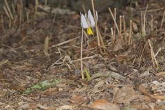 White Trout Lily, Erythronium albidum