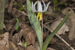 White Trout Lily, Erythronium albidum