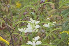 White Turtlehead
