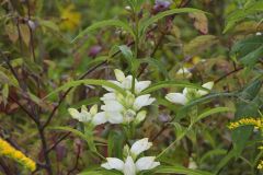 White Turtlehead, Chelone glabra