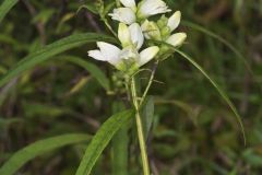 White Turtlehead, Chelone glabra