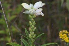 White Turtlehead, Chelone glabra