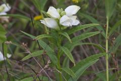 White Turtlehead, Chelone glabra