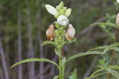 White Turtlehead, Chelone glabra