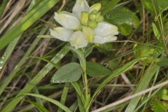 White Turtlehead, Chelone glabra