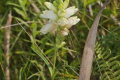 White Turtlehead, Chelone glabra