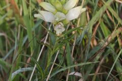 White Turtlehead, Chelone glabra