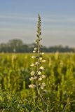 White Wild Indigo,  Baptisia alba