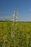 White Wild Indigo,  Baptisia alba