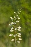 White Wild Indigo,  Baptisia alba
