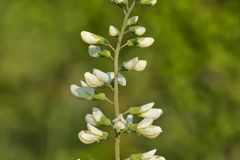 White Wild Indigo