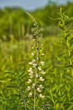 White Wild Indigo,  Baptisia alba