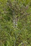 White Wild Indigo,  Baptisia alba