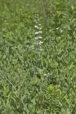 White Wild Indigo,  Baptisia alba