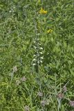 White Wild Indigo,  Baptisia alba