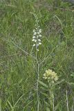 White Wild Indigo,  Baptisia alba