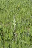 White Wild Indigo,  Baptisia alba