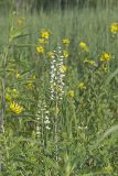 White Wild Indigo,  Baptisia alba