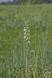 White Wild Indigo,  Baptisia alba