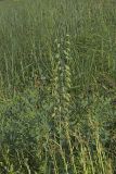 White Wild Indigo,  Baptisia alba