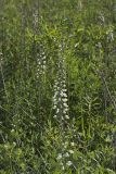 White Wild Indigo,  Baptisia alba