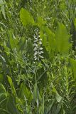 White Wild Indigo,  Baptisia alba