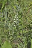 White Wild Indigo,  Baptisia alba