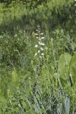 White Wild Indigo,  Baptisia alba