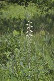 White Wild Indigo,  Baptisia alba