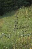 White Wild Indigo,  Baptisia alba