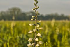 White Wild Indigo,  Baptisia alba