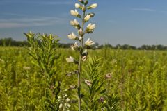 White Wild Indigo,  Baptisia alba